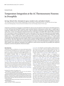 Temperature Integration at the AC Thermosensory Neurons