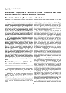 Polypeptide Composition of Envelopes of Spinach Chloroplasts