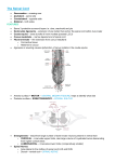 The Spinal Cord