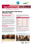 factsheet - Herefords Australia