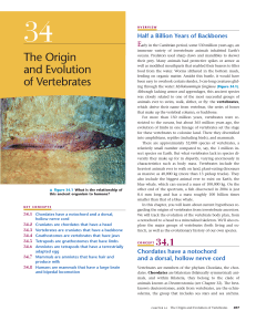 34-The Origin and Evolution of Vertebrates