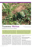 Tsamma Melon - Botanical Society of South Africa