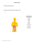 Digestive System