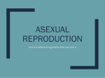 Asexual Reproduction - Manhasset Public Schools
