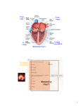 Mammalian Heart