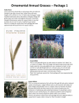 Ornamental Annual Grasses – Package 1