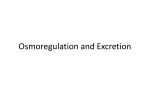 Osmoregulation and Excretion