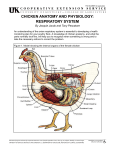 CHICKEN ANATOMY AND PHYSIOLOGY: RESPIRATORY SYSTEM