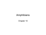 Amphibians