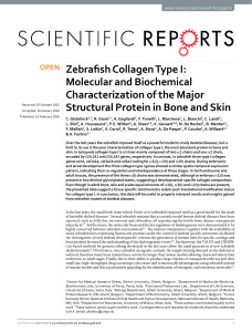 Zebrafish Collagen Type I: Molecular and Biochemical