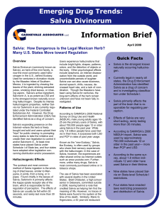 Emerging Drug Trends- Salvia Divinorum