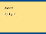 Cell Cycle