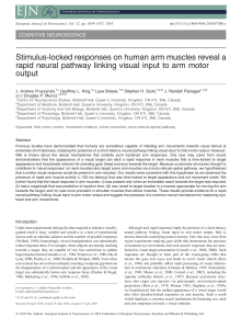 Stimuluslocked responses on human arm muscles reveal a rapid