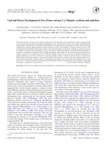 Leaf and Flower Development in Pea (Pisum