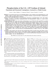 Phosphorylation of the F1Fo ATP Synthase Я Subunit