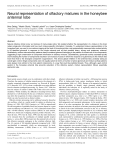 Neural representation of olfactory mixtures in the honeybee