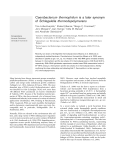 Caenibacterium thermophilum is a later synonym of Schlegelella