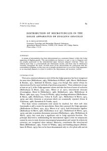 distribution of microtubules in the golgi apparatus of euglena gracilis