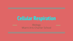 Cellular Respiration