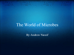 The World of Microbes