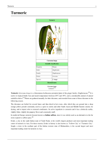 Turmeric - Rebound Health