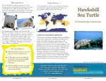 Hawksbill Sea Turtle - The Institute for Marine Mammal Studies