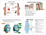 Endocrine System Overview Major Glands