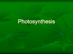 Photosynthesis - Streetsboro City Schools
