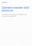 General western blot protocol
