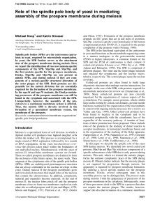 Role of the spindle pole body of yeast in mediating assembly of the