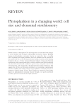 Phytoplankton in a changing world: cell size and