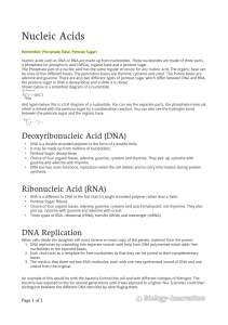 Nucleic Acids - Biology Innovation