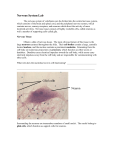 Nervous System Lab Glial cells Neuron