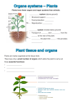 Organs systems – Plants Plant tissue and organs