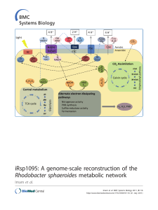 iRsp1095: A genome-scale reconstruction of the Rhodobacter