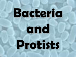 Cells 02 - Bacteria and Protists Notes