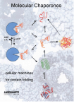 Molecular Chaperones - Cellular Machines for Protein Folding