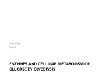 3 Physio Enzymes and Glycolysis