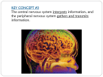 Nervous System