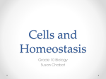 Cells and Homeostasis - Lemon Bay High School