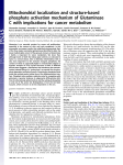 Mitochondrial localization and structure