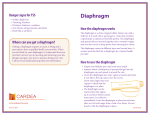 Diaphragm - Cardea Services