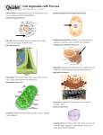Cell Organelles with Pictures