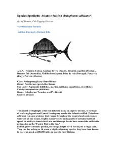 Species Spotlight: Atlantic Sailfish