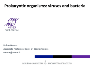 What are bacteria?