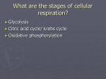 Cell respiration powerpoint cellular_respiration_
