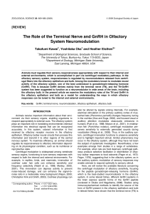 The Role of the Terminal Nerve and GnRH in Olfactory System