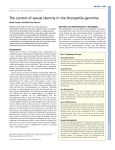 The control of sexual identity in the Drosophila