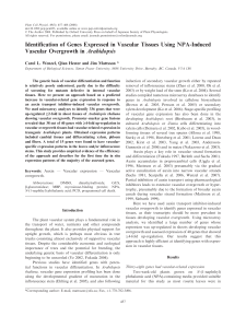 Identification of Genes Expressed in Vascular Tissues Using NPA