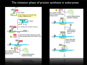 The initiation phase of protein synthesis in eukaryotes